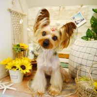 【本店】2019年8月19日のワンちゃん達♪