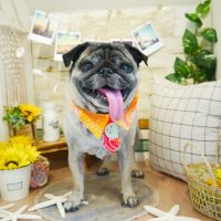 【本店】2019年8月21日のワンちゃん達♪