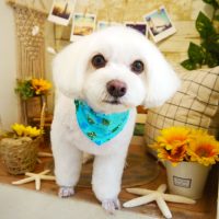 【本店】2019年8月22日のワンちゃん達♪