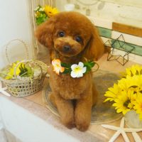 【本店】2019年8月23日のワンちゃん達♪