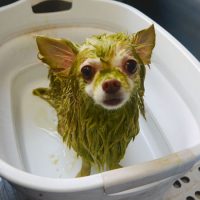 【本店】2019年8月24日のワンちゃん達♪