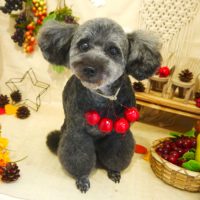 【本店】2019年8月25日のワンちゃん達♪