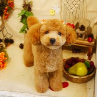 【本店】2019年8月26日のワンちゃん達♪