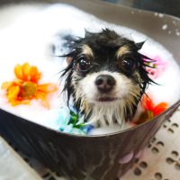 【本店】2019年8月28日のワンちゃん達♪