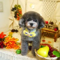 【本店】2019年8月30日のワンちゃん達♪