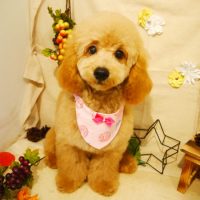 【本店】2019年8月31日のワンちゃん達♪