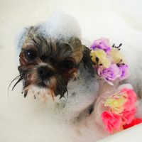 【山手店】2019年8月1日のワンちゃん達♪