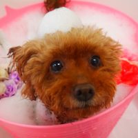 【山手店】2019年8月3日のワンちゃん達♪