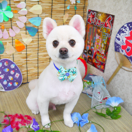 【山手店】2019年8月5日のワンちゃん達♪