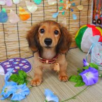 【山手店】2019年8月8日のワンちゃん達♪