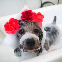 【山手店】2019年8月9日のワンちゃん達♪