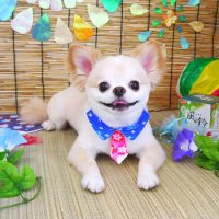 【山手店】2019年8月10日のワンちゃん達♪