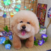 【山手店】2019年8月11日のワンちゃん達♪