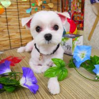 【山手店】2019年8月12日のワンちゃん達♪