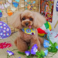 【山手店】2019年8月16日のワンちゃん達♪