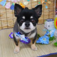 【山手店】2019年8月17日のワンちゃん達♪