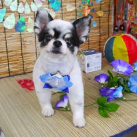 【山手店】2019年8月18日のワンちゃん達♪