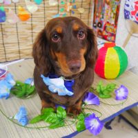 【山手店】2019年8月19日のワンちゃん達♪