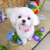 【山手店】2019年8月22日のワンちゃん達♪