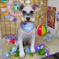 【山手店】2019年8月23日のワンちゃん達♪