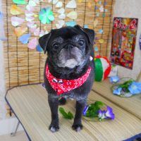 【山手店】2019年8月24日のワンちゃん達♪