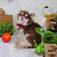 【山手店】2019年8月25日のワンちゃん達♪