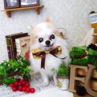 【山手店】2019年8月26日のワンちゃん達♪