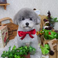 【山手店】2019年8月28日のワンちゃん達♪