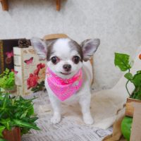 【山手店】2019年8月29日のワンちゃん達♪