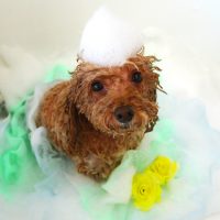 【山手店】2019年8月30日のワンちゃん達♪