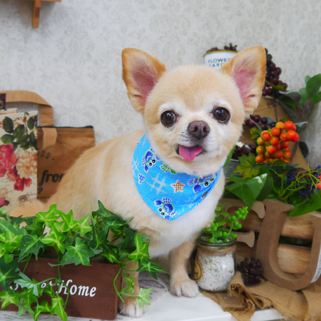 【山手店】2019年8月31日のワンちゃん達♪