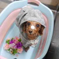 【池下店】2019年8月1日のワンちゃん達♪