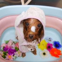 【池下店】2019年8月2日のワンちゃん達♪