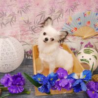 【池下店】2019年8月3日のワンちゃん達♪