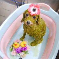 【池下店】2019年8月4日のワンちゃん達♪