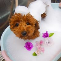 【池下店】2019年8月5日のワンちゃん達♪