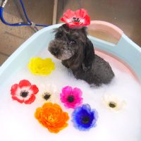 【池下店】2019年8月8日のワンちゃん達♪