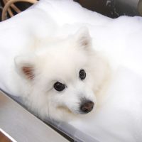 【池下店】2019年8月9日のワンちゃん達♪