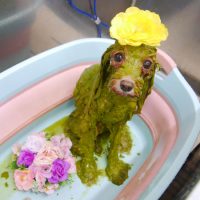 【池下店】2019年8月10日のワンちゃん達♪