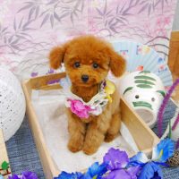 【池下店】2019年8月11日のワンちゃん達♪