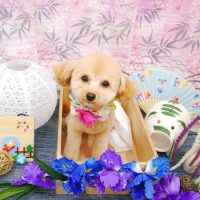 【池下店】2019年8月12日のワンちゃん達♪