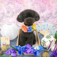 【池下店】2019年8月16日のワンちゃん達♪