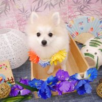 【池下店】2019年8月17日のワンちゃん達♪