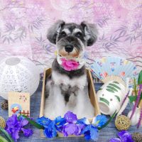 【池下店】2019年8月18日のワンちゃん達♪