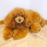 【池下店】2019年8月19日のワンちゃん達♪