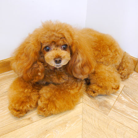 【池下店】2019年8月19日のワンちゃん達♪