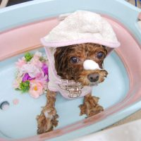 【池下店】2019年8月22日のワンちゃん達♪