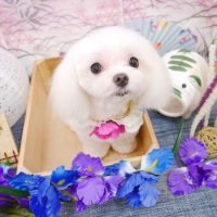 【池下店】2019年8月23日のワンちゃん達♪