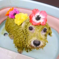 【池下店】2019年8月24日のワンちゃん達♪