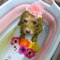 【池下店】2019年8月25日のワンちゃん達♪